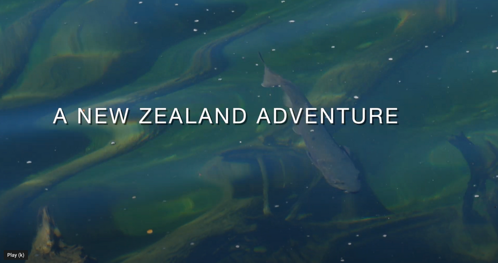 A New Zealand Adventure